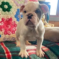 Thor, a male English Bulldog for sale in Minerva, OH – Photo 7 of 9