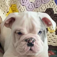 Thor, a male English Bulldog for sale in Minerva, OH – Photo 1 of 9