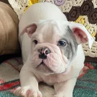 Thor, a male English Bulldog for sale in Minerva, OH – Photo 5 of 9