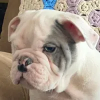 Thor, a male English Bulldog for sale in Minerva, OH – Photo 2 of 9