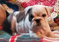 HARLEY, a male English Bulldog for sale in Minerva, OH – Photo 5 of 7