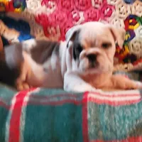 HARLEY, a male English Bulldog for sale in Minerva, OH – Photo 2 of 2