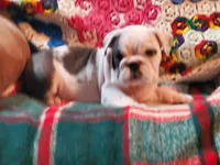 HARLEY, a male English Bulldog for sale in Minerva, OH – Photo 7 of 7