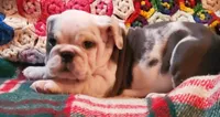 HARLEY, a male English Bulldog for sale in Minerva, OH – Photo 3 of 7