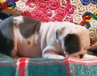 HARLEY, a male English Bulldog for sale in Minerva, OH – Photo 2 of 7