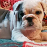 HARLEY, a male English Bulldog for sale in Minerva, OH – Photo 1 of 2