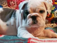 HARLEY, a male English Bulldog for sale in Minerva, OH – Photo 6 of 7