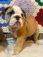 Beautiful Bella, a female English Bulldog for sale in Minerva, OH – 5 of 5