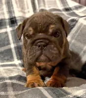 Stormy, a female English Bulldog for sale in Minerva, OH – 2 of 10