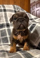 Stormy, a female English Bulldog for sale in Minerva, OH – 5 of 10