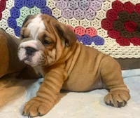 BRADLY, a male English Bulldog for sale in Minerva, OH – 2 of 7