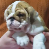 Delilah, a female English Bulldog for sale in Minerva, OH – 6 of 7