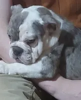 Wow Isabel, a female English Bulldog for sale in Minerva, OH – 6 of 9