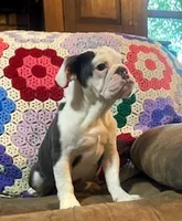 Cinderella, a female English Bulldog for sale in Minerva, OH – 8 of 8