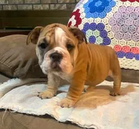 Beatrice, a female English Bulldog for sale in Minerva, OH – 6 of 7
