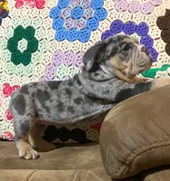 Gorgeous , a female English Bulldog for sale in Minerva, OH – 2 of 8