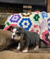 REBEL, a male English Bulldog for sale in Minerva, OH – 8 of 10