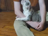 Wow Isabel, a female English Bulldog for sale in Minerva, OH – 9 of 9