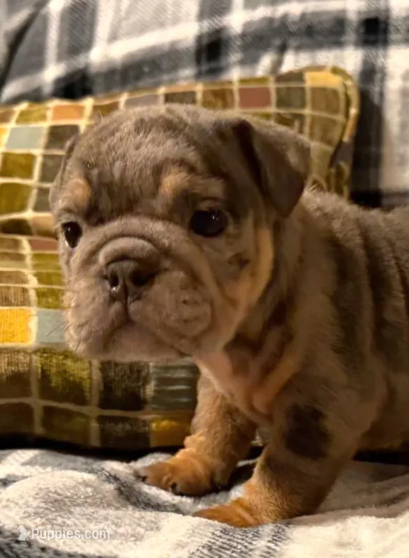 Cocoa – English Bulldog puppy for sale in Minerva, OH