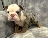Amazing, a female English Bulldog for sale in Minerva, OH – 3 of 4