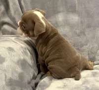 Gorgeous , a female English Bulldog for sale in Minerva, OH – 2 of 4