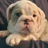 Snow white, a female English Bulldog for sale in Minerva, OH – Photo 4 of 7