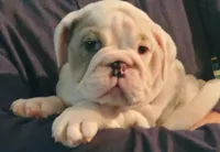 Snow white, a female English Bulldog for sale in Minerva, OH – Photo 4 of 5