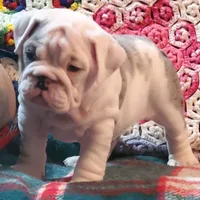 Snow white, a female English Bulldog for sale in Minerva, OH – Photo 3 of 7