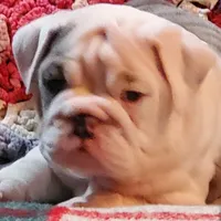 Snow white, a female English Bulldog for sale in Minerva, OH – Photo 1 of 7