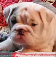 Snow white, a female English Bulldog for sale in Minerva, OH – Photo 1 of 5