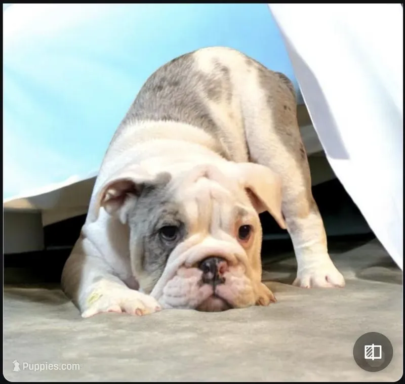 MACY – English Bulldog puppy for sale in Minerva, OH