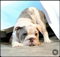 Snow white, a female English Bulldog for sale in Minerva, OH – Photo 6 of 7