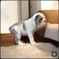 Snow white, a female English Bulldog for sale in Minerva, OH – Photo 7 of 7