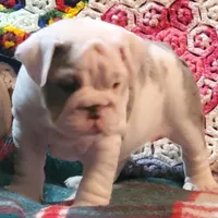 Snow white, a female English Bulldog for sale in Minerva, OH – Photo 2 of 7