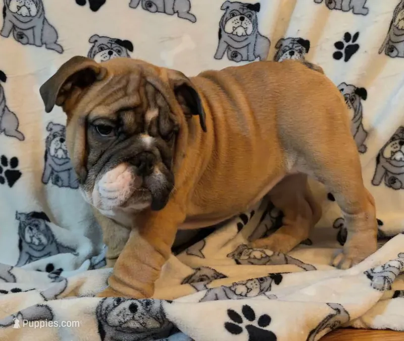 Daisy WOW – English Bulldog puppy for sale in Minerva, OH