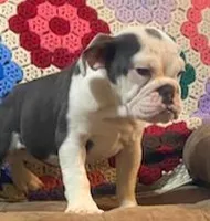 Cinderella, a female English Bulldog for sale in Minerva, OH – 5 of 8