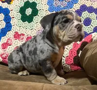 Gorgeous , a female English Bulldog for sale in Minerva, OH – 8 of 8