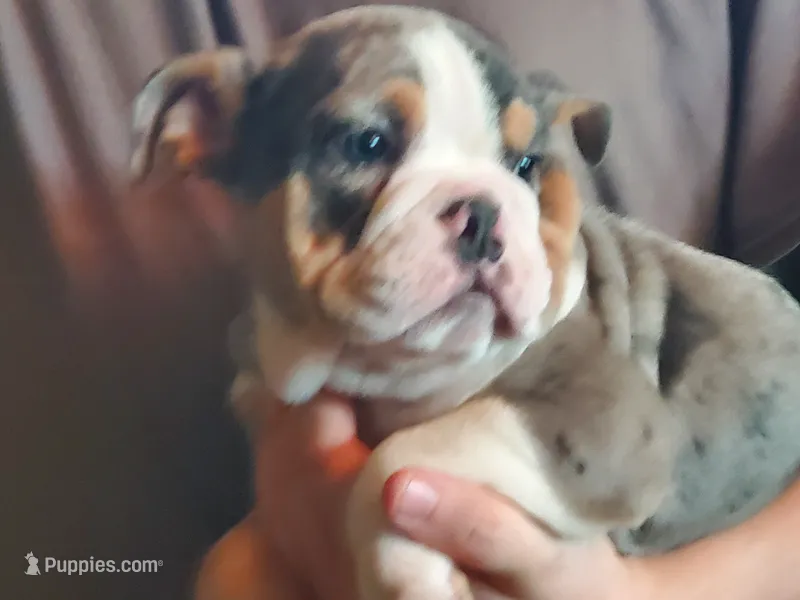 Princess – English Bulldog puppy for sale in Minerva, OH