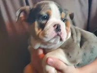 Princess, a female English Bulldog for sale in Minerva, OH – 1 of 9