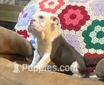 Cinderella – English Bulldog puppy for sale in Minerva, OH