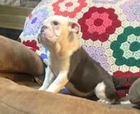 Cinderella, a female English Bulldog for sale in Minerva, OH – 1 of 8