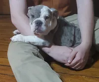 Wow Isabel, a female English Bulldog for sale in Minerva, OH – 8 of 9