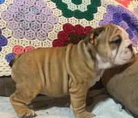 Wow Bonnie, a female English Bulldog for sale in Minerva, OH – 7 of 7