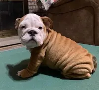 BRUTUS, a male English Bulldog for sale in Minerva, OH – 3 of 7