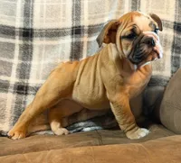 CUPCAKE CUTIE, a female English Bulldog for sale in Minerva, OH – 2 of 7