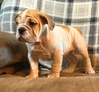 PORK CHOP, a male English Bulldog for sale in Minerva, OH – 4 of 10