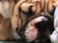 Carlos, a male English Bulldog for sale in Minerva, OH – 4 of 10