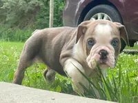 Goose, a male English Bulldog for sale in Minerva, OH – 3 of 8