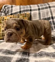 Cocoa, a female English Bulldog for sale in Minerva, OH – 5 of 7
