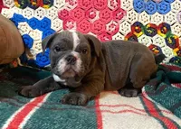 Buster, a male English Bulldog for sale in Minerva, OH – Photo 4 of 6